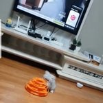 [고양이] 우리 <b>미묘</b> 애기묘일때 에요^^