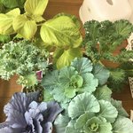 [야채기르기] <b>LED</b> 실내 텃밭