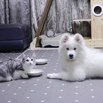 [댓글부탁해] 고양이 키울까 강아지 키울까 고민중임