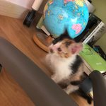 [댓글부탁해] 아기길냥이 이름 추천해줘