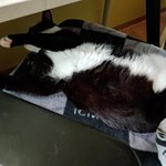 [댓글부탁해] <b>행님</b>이는 강아지 꼬맹이는 고양이 6탄