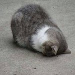 우리 반 반장 ㄹㅇ 씹사기캐임
