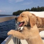 울집 강아지 떠날 생각 하다가 울었음