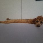 지렁이가 된 <b>푸들</b>