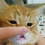 <b>랜선</b> 집사 무너뜨리는 하찮은 앞니