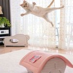 맨날 이상한 <b>포즈</b>만 잡아주는 냥이들