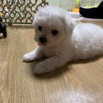 [댓글부탁해] 다들어<b>와바</b> 강아지 이름 멀로 하지??