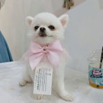 [강아지] 이쁜 <b>두부</b>