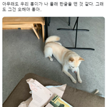 [댓글부탁해] 한글을 깨우친 듯한 강아지