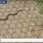 [댓글부탁해] <b>집</b> 앞 공원에 <b>뱀</b> 출몰하는데 환경단체의 해법