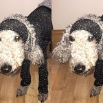 <b>박막례</b> 할머니 닮은 개랰ㅋㅋㅋㅋㅋㅋㅋㅋㅋㅋ