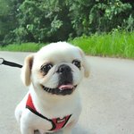 <b>밍키</b>/페키니즈/남아(중성화완료)/2살추정/5kg  *반가움에 꼬리를...