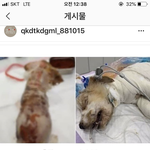 [꼭봐주세요] 강아지에게 뜨거운물로 화상입힌 <b>범인</b> 잡아주세요.