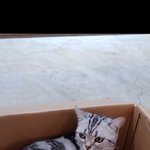 [댓글부탁해] 길<b>고영</b>이 귀엽다 추반 ㄱㄱ