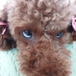 [강아지] (사진추가)강아지 눈이 원래 이래? 한번 봐주라