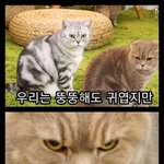 [댓글부탁해] 화려한거 좋아하는 심리가 뭐야?