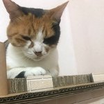 [고양이] 사이좋은 우리애들좀 봐줘 2