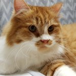 아기냥 <b>호빵</b>이-24