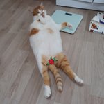 나의 동거묘 <b>도칠</b>이 여름 끝자락