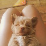 <강아지> 인형같던 아이의 역변 <b>story</b>..1편.(역변해도 귀여워)