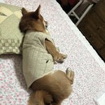 [강아지] 와 <b>심쿵</b>