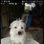 [강아지] 쓰레기를 뒤지던 아이
