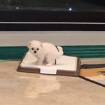 우리집 <b>비숑</b> 똥싸는 거 보실분
