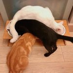 이해하는 순간 지는 <b>야옹</b>이 습관들