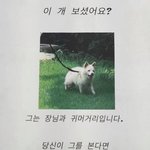 눈과 귀가 먼 20살 스피츠 믹스 개를 찾습니다.