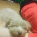 <강아지> 인형같던 아이의 역변 <b>story</b>..2편.(역변해도 귀여워)