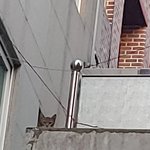 길고양이 <b>밥</b>주기 (달팽이가 <b>밥</b>을 훔쳐먹네요)