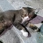 [댓글부탁해] <b>노숙</b> 고영이 규ㅣ엽다 추반ㄱㄱㄱ