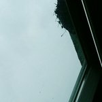 우리 <b>베란다</b> <b>밖</b>에 벌집붙음