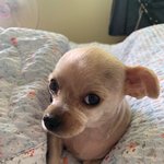 우리 <b>봄이</b> 이쁘게 봐주세요