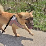 <b>절미</b>/믹스견/여아/2살    *<b>절미</b>는 애교가 많은 아이입니다.