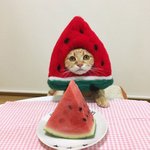 <b>한입</b> 하고 싶은 애옹이들