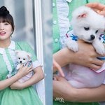 [모두드루와] 자기랑 닮은 강아지 키우는 아이돌들