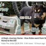[강아지] 미국가는 길 <b>진돗개</b> 코비의 여정