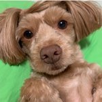 <강아지> 인형같던 아이의 역변 <b>story</b>..4편.(역변해도 귀여워)