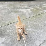 <b>나르</b> 닮은 아기 길고양이!