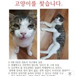 [꼭조언부탁] 전남 고흥 고양이찾습니다