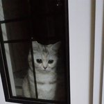 [드루와] 울고양이 있는줄모르고 <b>잠깐</b> 현관문 닫았는데