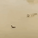 [드루와] <b>what</b> does the fox say