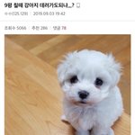 [댓글부탁해] 귀여운거 보고 싶은 <b>새럼</b> 들어와