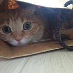 [고양이] <b>개냥</b>이 나리-2
