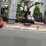 [돼지] 태풍불던날..돼지<b>산책</b> 구경하기