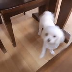 [댓글부탁해] 혈중알콜<b>농도</b> 0.08이면