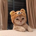 19 여자 질문<b>해조</b>