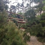 우리 <b>집</b> <b>앞</b>에 소나무 쓰러짐