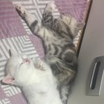 [드루와] 고양이 ㄹㅇ <b>아가때</b> 시절 겁나귀여움